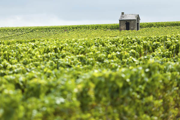 Champagne Country