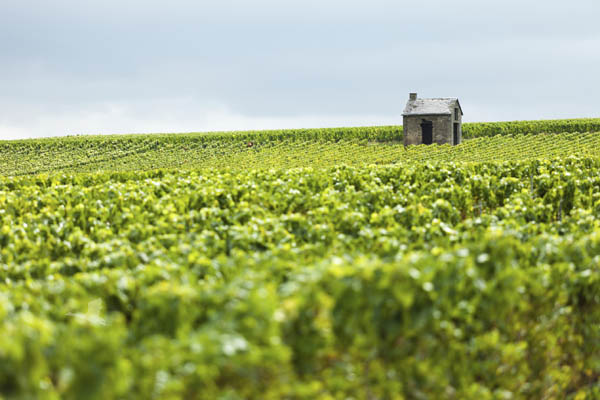 Champagne Country Champagne Country